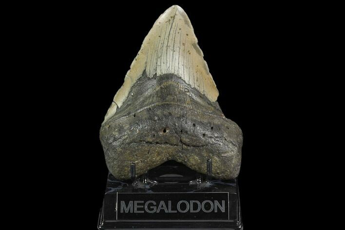 Fossil Megalodon Tooth - North Carolina #124963